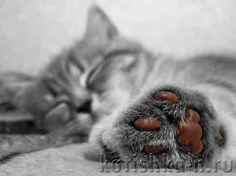 Удаление когтей у кошек, операция и ее последствия | Питомник сибирских  невских маскарадных кошек ATLAS GRAND